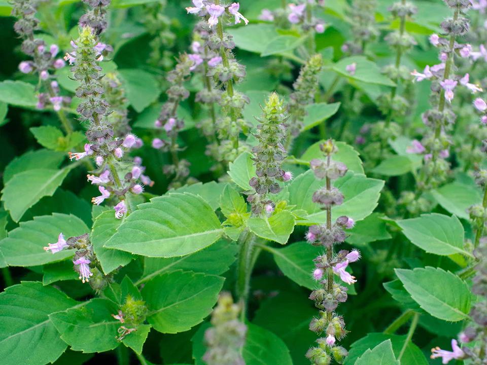 Tulsi